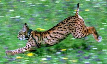 Κυκλοφόρησε κλώνος του «σαρκοβόρου» του FBI