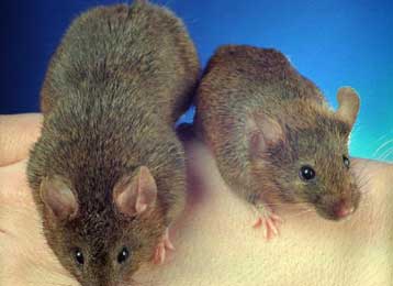 Μία ορμόνη μπορεί να σας κόψει την όρεξη για γλυκά