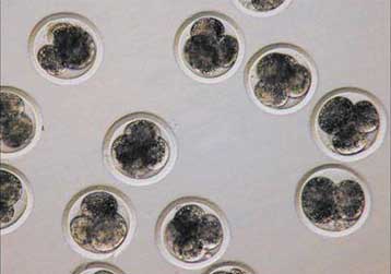 Επιστήμονες προειδοποιούν ότι η τροποποίηση ανθρώπινων γονιδίων δεν είναι ασφαλής