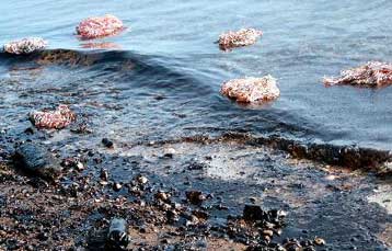 Πρόγραμμα εθελοντικού καθαρισμού του Ευβοϊκού Κόλπου με την υποστήριξη του ΥΠΕΧΩΔΕ