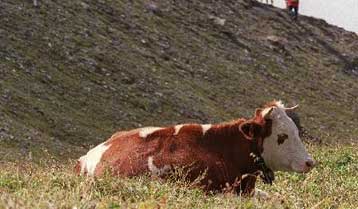 Μωρό ίσως κόλλησε την Κρόιτσφελντ – Γιάκομπ από τη μητέρα του, μέσα στη μήτρα