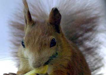 Η διάσωση του κόκκινου σκίουρου «ενώνει» διάσημα ονόματα