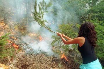 Απαγορεύτηκε το κυνήγι στο ελατόδασος του Μαινάλου για πέντε χρόνια