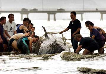 Με εμπορικές κυρώσεις απειλούν οι Αμερικανοί την Ιαπωνία για το παράνομο κυνήγι των φαλαινών
