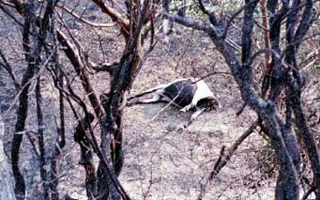 Μαίνεται η πυρκαγιά στην Κοζάνη – Υπό έλεγχο οι φωτιές σε Κέρκυρα και Καβάλα