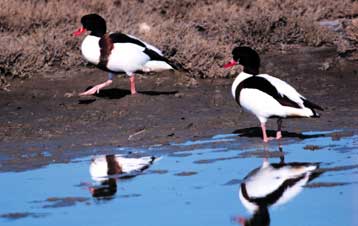 Η προστασία του περιβάλλοντος φέρνει κοντά Ελλάδα και ΠΓΔΜ