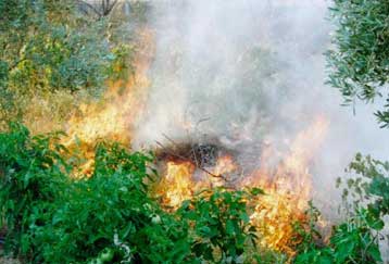 Μαίνονται οι πυρκαγιές σε Ναύπλιο, Κόνιτσα και Λακωνία