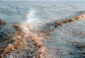 Προ των πυλών η οικολογική καταστροφή πέντε ακτών σε Αττική και Βοιωτία