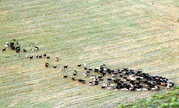 Καμία ανησυχία για σπογγώδη εγκεφαλοπάθεια από τη χρήση καλλυντικών, διαβεβαιώνει ο ΕΟΦ