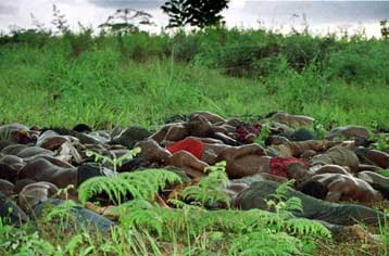 Τουλάχιστον 155 οι νεκροί από επεισόδια στην Ακτή Ελεφαντοστού