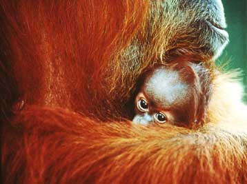 Ένας μικρός ουραγκοτάγκος χαρίζει το πρώτο βραβείο σε Βρετανό φωτογράφο