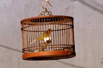 Τα πουλιά ονειρεύονται ότι τραγουδούν