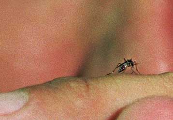 Εντοπίστηκε πρωτεΐνη που συμμετέχει στην αίσθηση της αφής