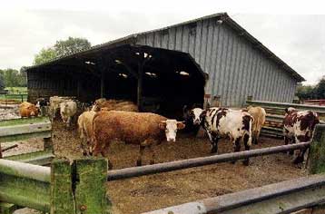 Οκτώ τόνους μολυσμένου βοδινού είχαν προμηθευτεί τα γαλλικά σούπερ μάρκετ<i>Επτά νέα κρούσματα τ