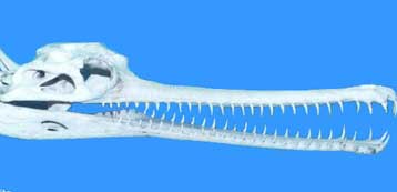 Ένας κρoκόδειλος ηλικίας 110 εκατομμυρίων ετών στο Παρίσι