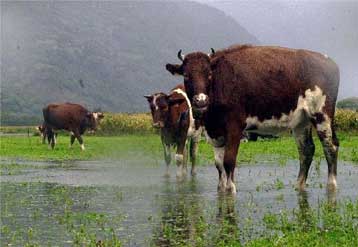 Αποσύρεται σκεύασμα για την πολιομυελίτιδα λόγω φόβων για τη μετάδοση της Κρόιτσφελντ – Γιάκομπ