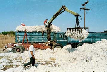 Το γενετικά τροποποιημένο βαμβάκι επηρεάζει τις εξαγωγές των κλωστοϋφαντουργιών, λέει η Greenpeace