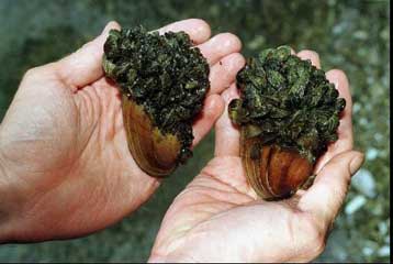 Τα απολιθωμένα μαλάκια πηγή πληροφοριών για την ιστορία της Γης