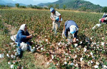 Σύσκεψη για το βαμβάκι τη Δευτέρα στο υπουργείο Γεωργίας