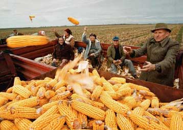 Ένα φυσικό γενετικό φράγμα ενάντια στη γενετική «μόλυνση» των καλλιεργειών