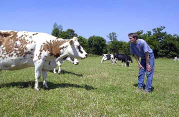 Κρέας μολυσμένο με τη νόσο των «τρελών αγελάδων» μπορεί να βρίσκεται ακόμη στην τροφική αλυσίδα
