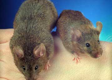 Kοινοπραξία σκοπεύει στη χαρτογράφηση του DNA του ποντικού