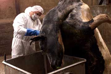 Παγκόσμιο οικολογικό πρόβλημα η κατάχρηση των μικροβιοκτόνων