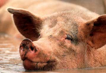 Αρνηση αναγνώρισης ευρεσιτεχνίας για μέθοδο κλωνισμού, εξαιτίας έλλειψης ηθικής βάσης