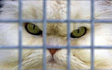 Το δικαίωμα στην ελεύθερη διακίνηση διασφαλίζει η ΕΕ για τα κατοικίδια ζώα