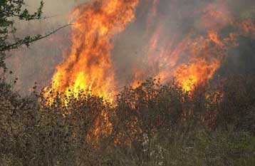 Υπό έλεγχο η φωτιά στο Αγιον Όρος, αφού έκαψε 100 στρέμματα δασικής έκτασης