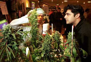 Η Ελβετία προασανατολίζεται στην αποποινικοποίηση της κάνναβης