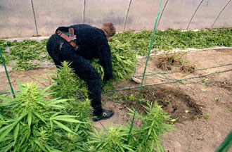 Ένα στα δέκα παιδιά στη Βρετανία καπνίζει κάνναβη