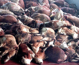 Να αποφεύγουν οι καταναλωτές τα «επικίνδυνα» μέρη του βοδινού, συστήνει καθηγητής του ΑΠΘ