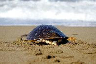 Θα συνεχιστούν τα έργα προστασίας της χελώνας Caretta caretta στη Ζάκυνθο
