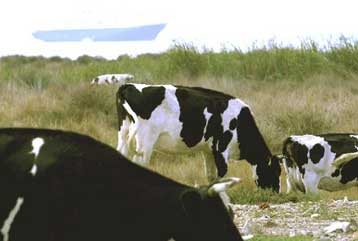 Ύποπτο κρούσμα της Κρόιτσφελντ – Γιάκομπ εντοπίστηκε στην Ήπειρο