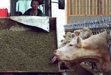 Νέα κρούσματα της νόσου των «τρελών αγελάδων» σε Γαλλία και Ελβετία – Έντονη ανησυχία στην ΕΕ