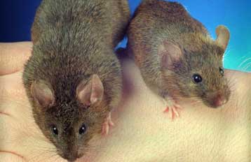 Ερευνητές δημιουργούν ποντίκια που δεν παχαίνουν… όσο και αν προσπαθούν