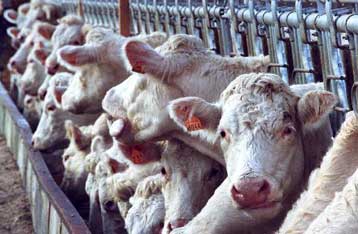 Η Γαλλία κατηγορεί την ΕΕ για παραπλάνηση σχετικά με τη νόσο των «τρελών αγελάδων»