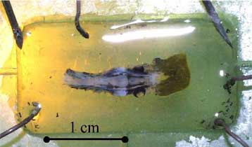Ρομπότ με εγκέφαλο… ψαριού εκτίθεται σε ενυδρείο στο Μουσείο Επιστήμης του Λονδίνου