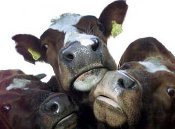 Ακόμη και μετά τον έλεγχο το κρέας δεν είναι ασφαλές, προειδοποιεί η Γερμανίδα υπουργός Υγείας