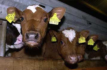 Επιβεβαιώθηκε το πρώτο κρούσμα της νόσου των «τρελών αγελάδων» στη Γερμανία