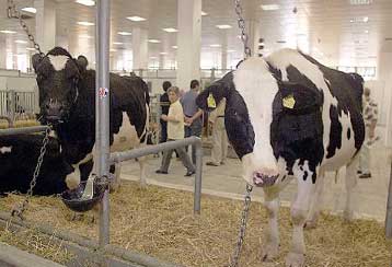 Πρώτο κρούσμα της νόσου των «τρελών αγελάδων» στην Πορτογαλία <I>Επεκτείνεται ο πανικός και στη