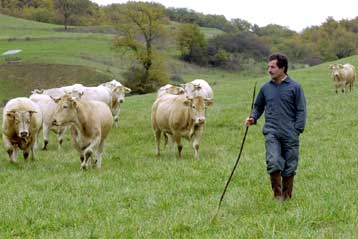 Δεν υπάρχει κίνδυνος εξάπλωσης της νόσου των «τρελών αγελάδων», διαβεβαιώνουν οι Ισπανοί<i>Η Βρε
