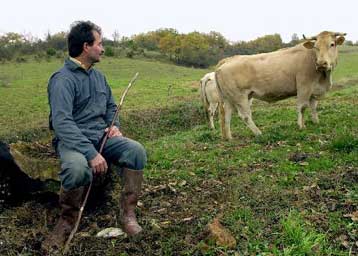 Πρώτο κρούσμα «τρελών αγελάδων» στην Ισπανία