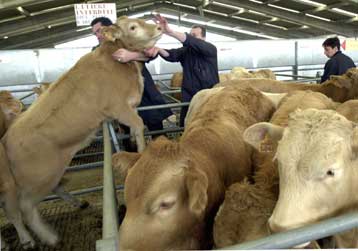 Έλεγχο των βοοειδών «υψηλού κινδύνου» αποφάσισαν οι υπουργοί Γεωργίας της ΕΕ<I>Θα επανεξεταστεί