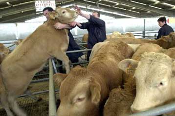 Γαλλική δέσμευση στο Συμβούλιο των «15» υπουργών Γεωργίας για απαγόρευση των εξαγωγών σε βοδινό