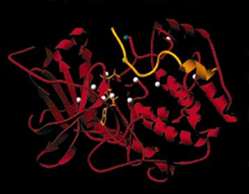 Νέα μέθοδος προσδιορισμού της δομής των πρωτεϊνών με τη βοήθεια λέιζερ