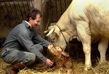 Mε νέο εμπάργκο στην εισαγωγή βοδινού απειλεί η Γερμανία