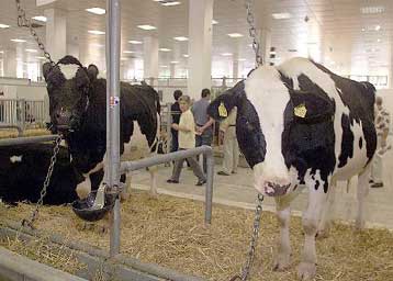 Είκοσι εννιά χιλιάδες βοοειδή εισήχθησαν στην Ελλάδα από τη Γαλλία τη διετία 1998-99