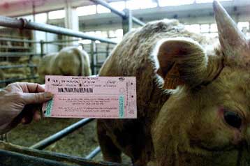 Έκτακτα μέτρα λαμβάνει η κυβέρνηση για τις «τρελές αγελάδες»<i>Αξιόπιστη στάση ζητά ο πρωθυπουργ